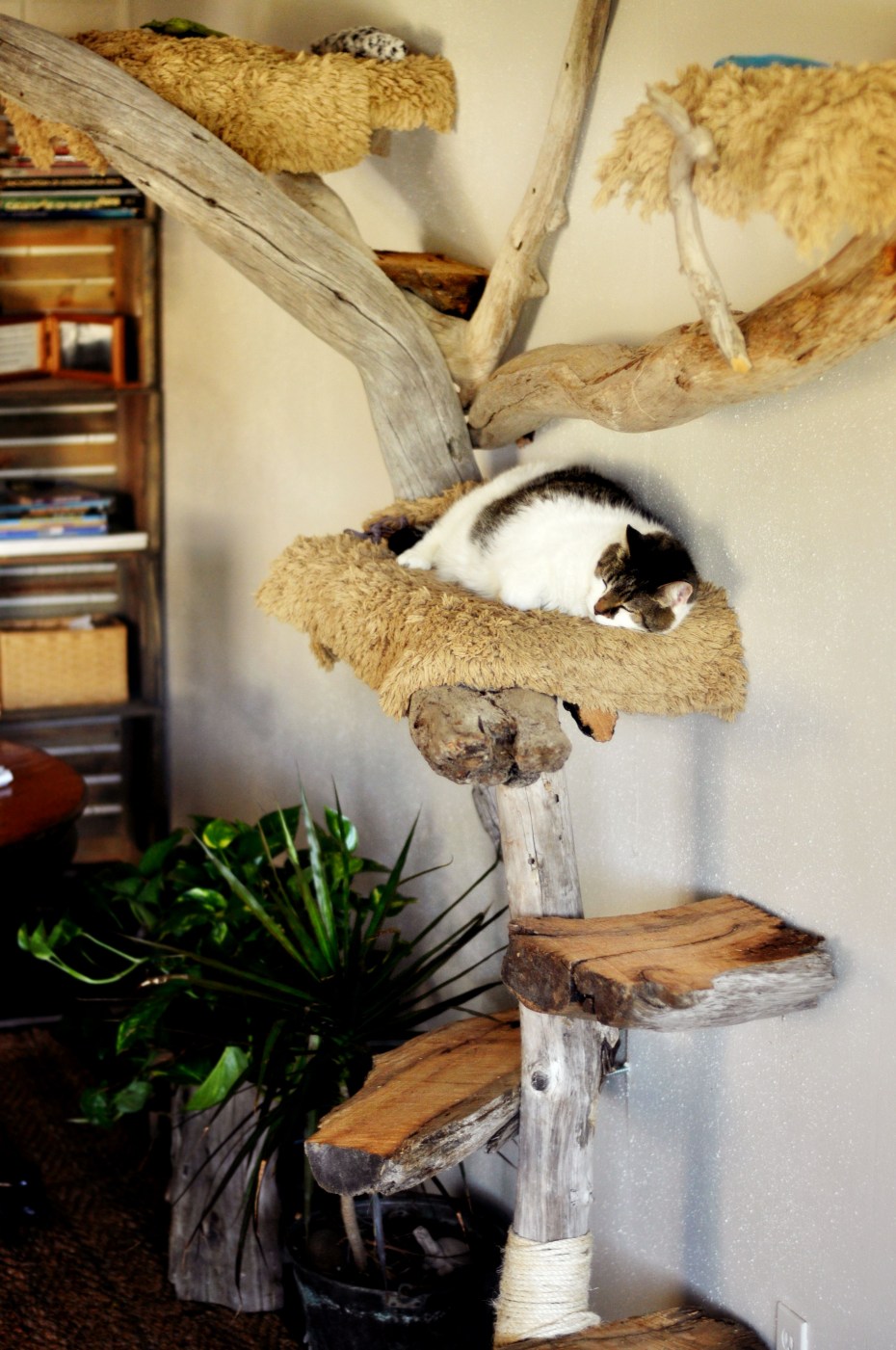 12 идей мебели для кошек из ПВХ, которые вы можете сделать своими руками (с фотографиями)