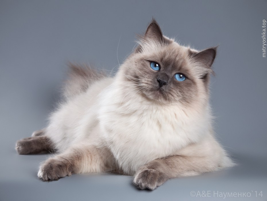 Невская маскарадная кошка