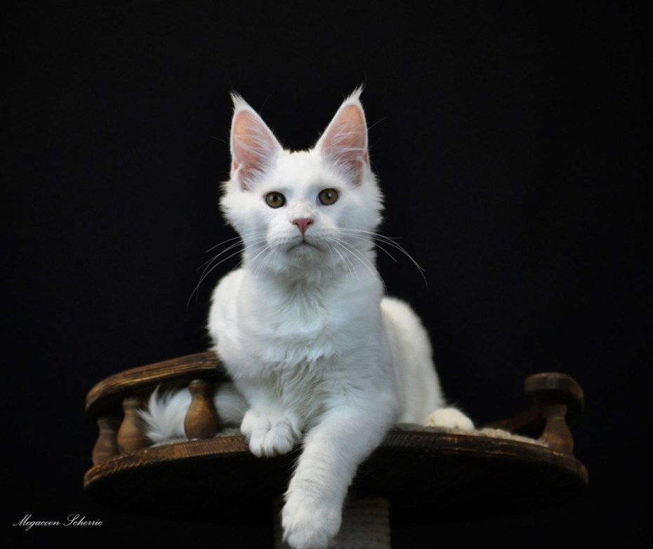 Котята Мейн кун черный шоколад