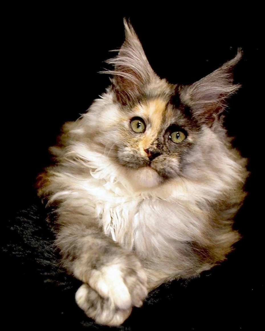 Сибирская кошка + беспородная кошка