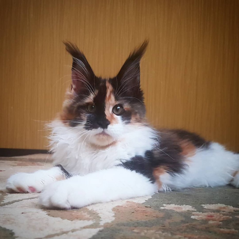 Невская маскарадная кошка