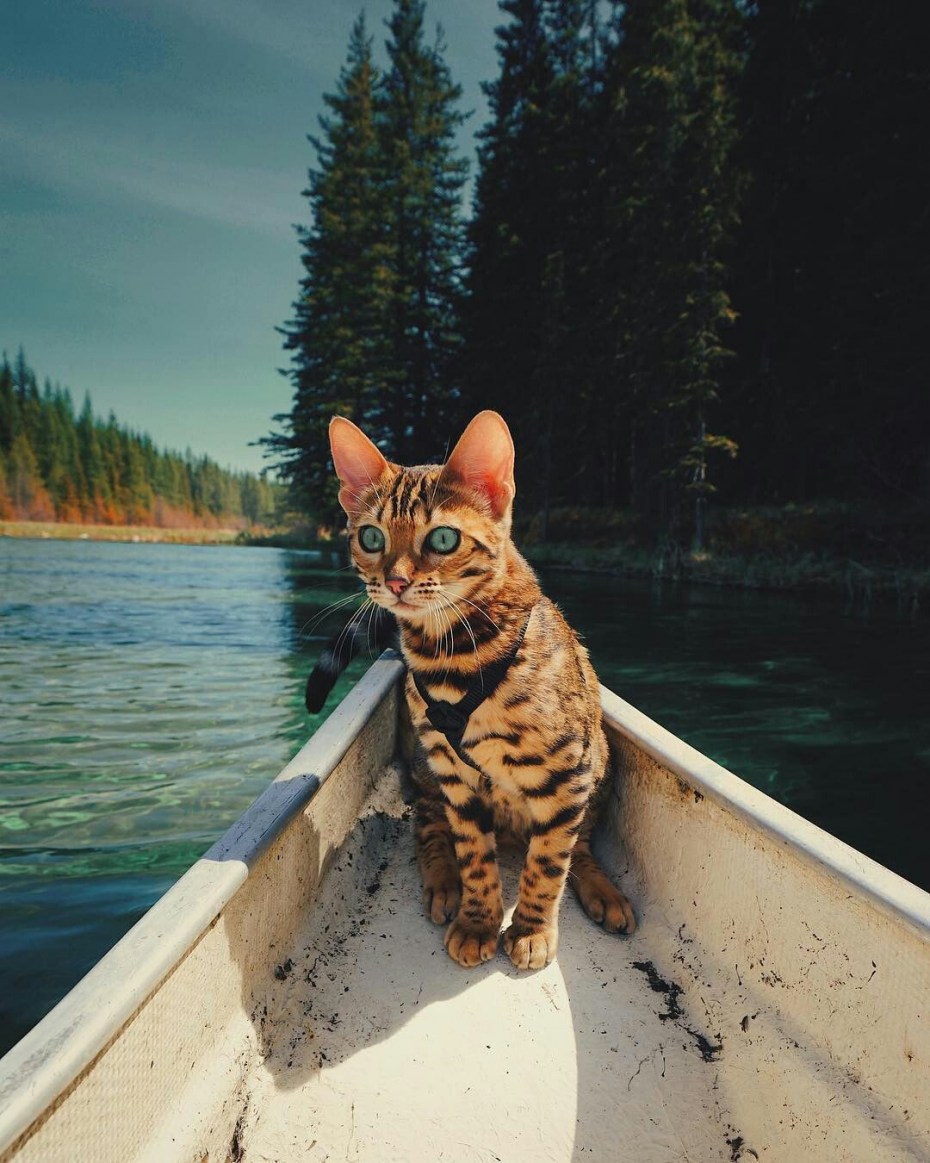 Котята в лодке