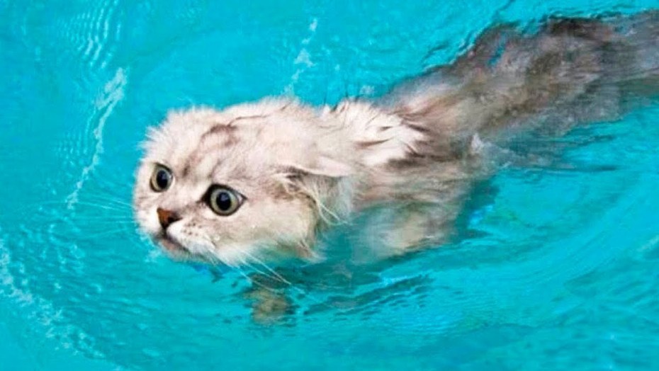 Котенок плывет