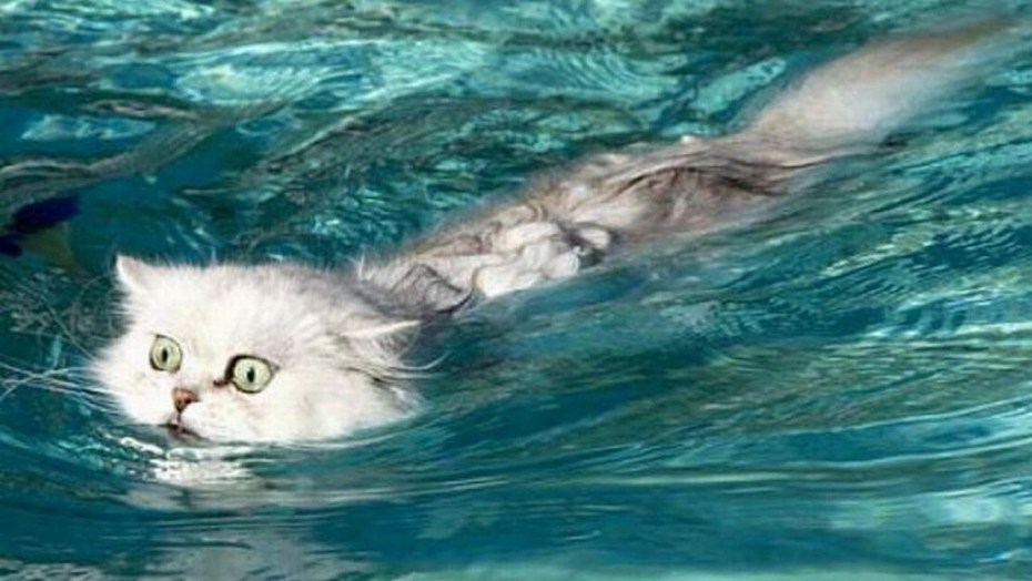 Кот плывет в море