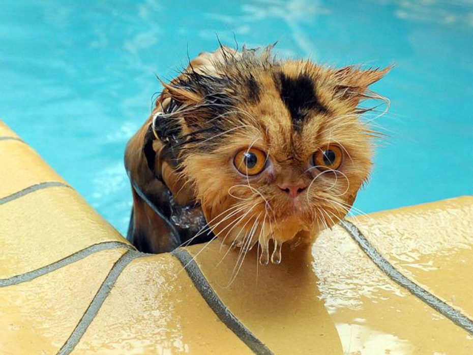 Кот пловец