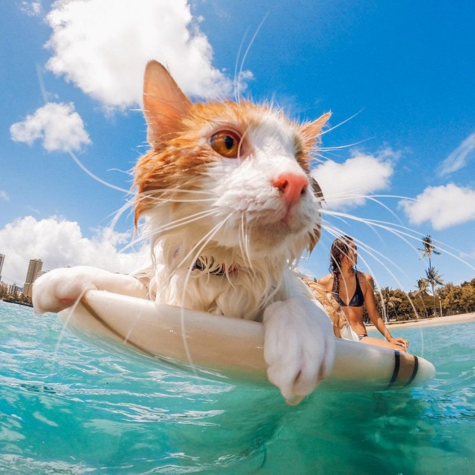 Кошка на море