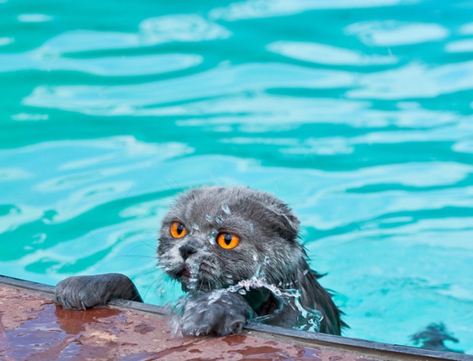 Кошки умеют плавать