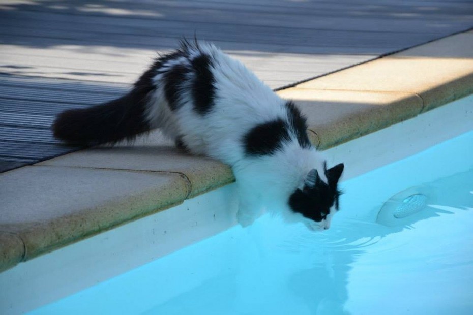Котик в бассейне