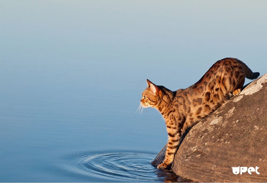 Бенгальский кот купается
