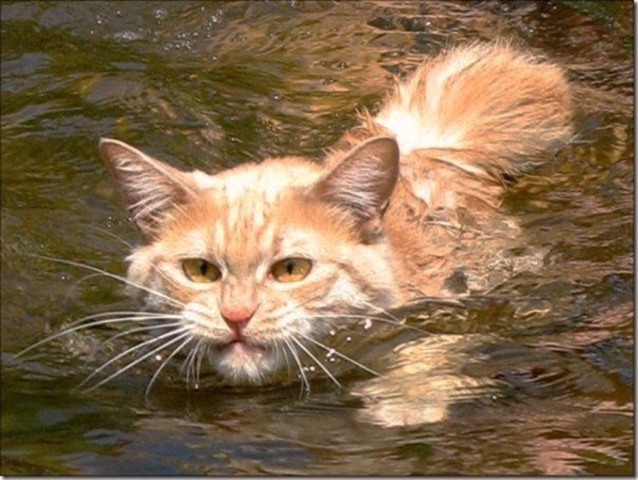Котик в воде
