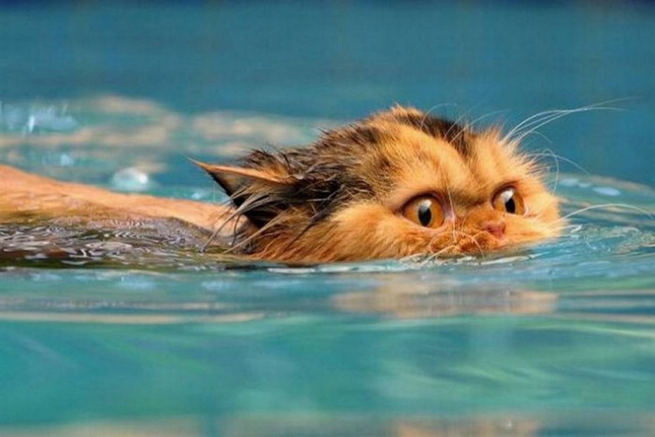 Коты в воде