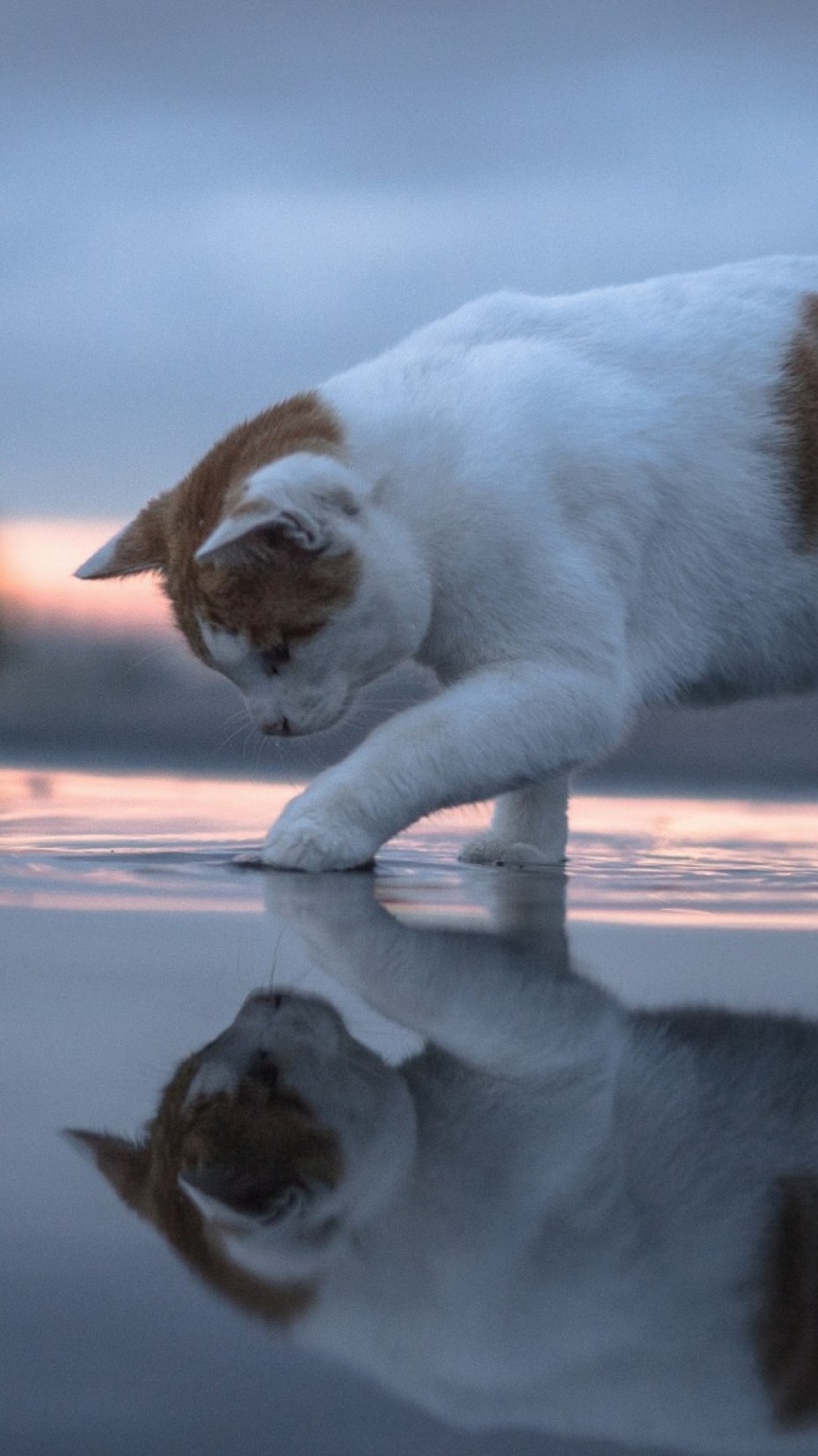 Кот в воде