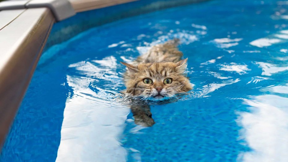 Коты умеют плавать