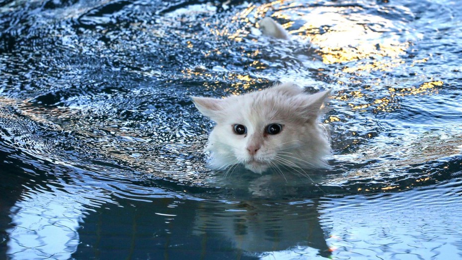 Ванские кошки на озере Ван