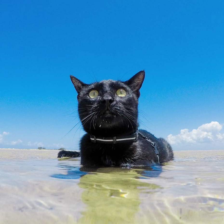 Водоплавающие кошки