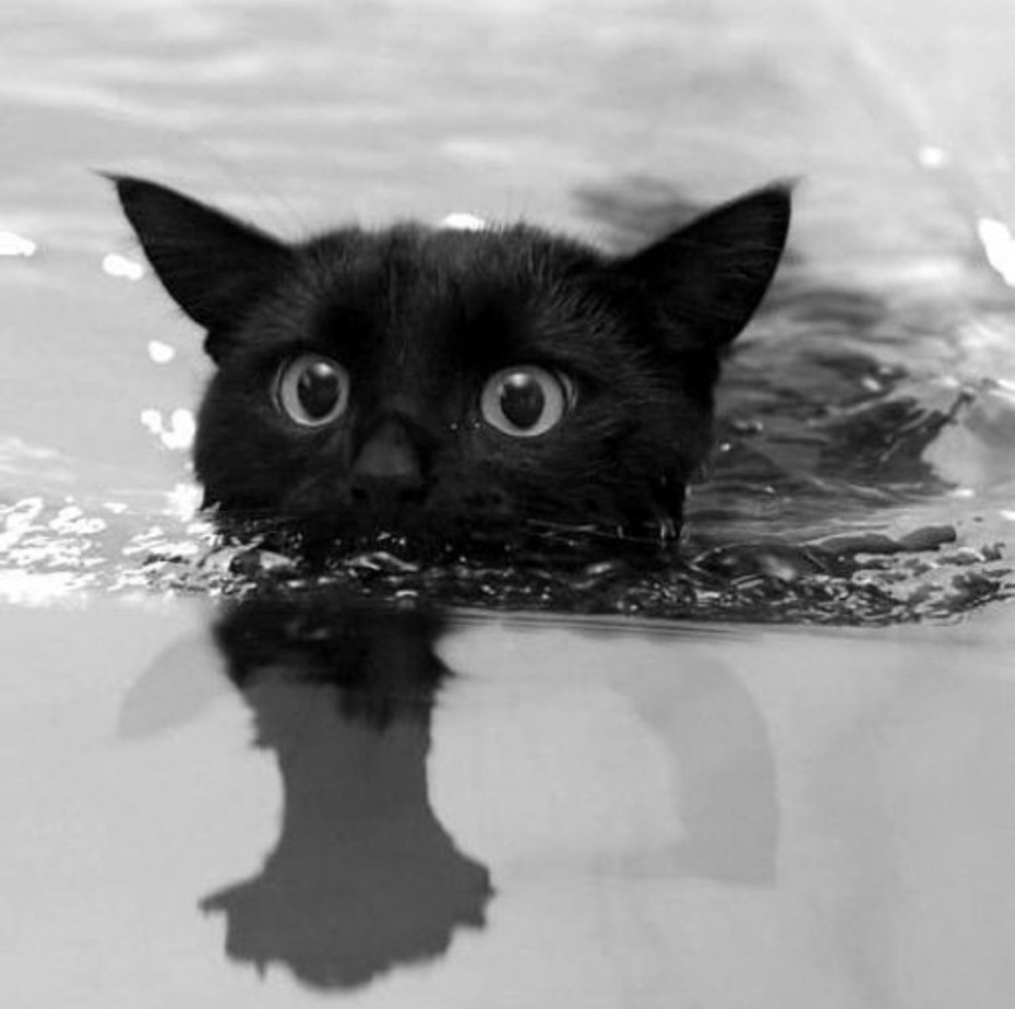 Котенок плавает