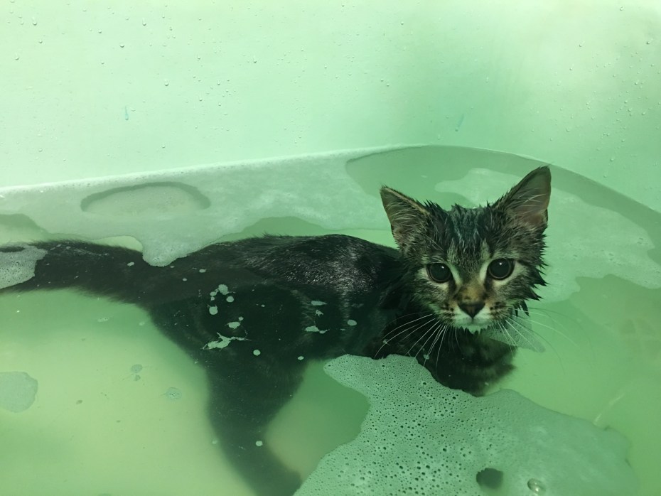 Коты боятся воды
