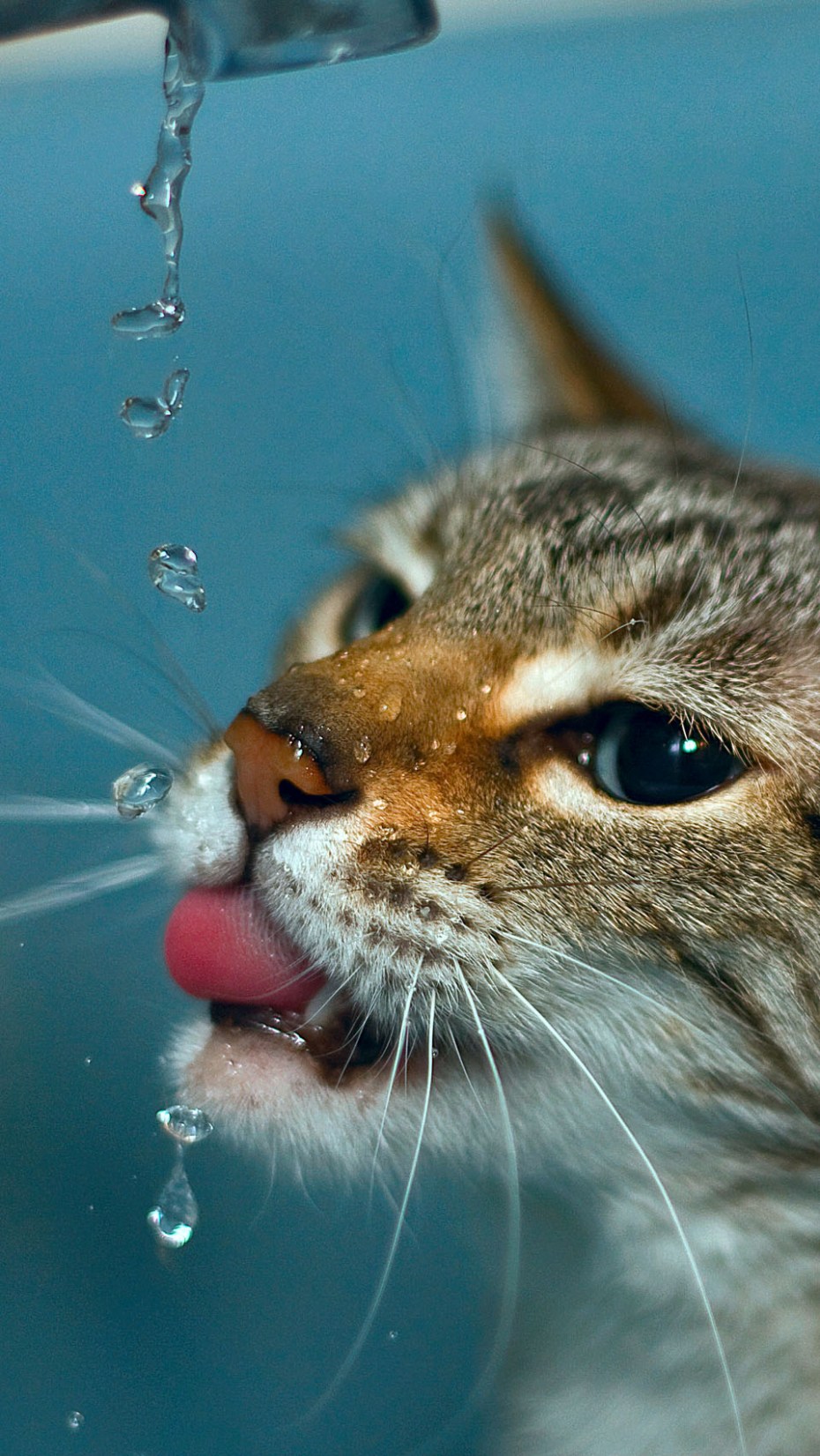 Водная кошка