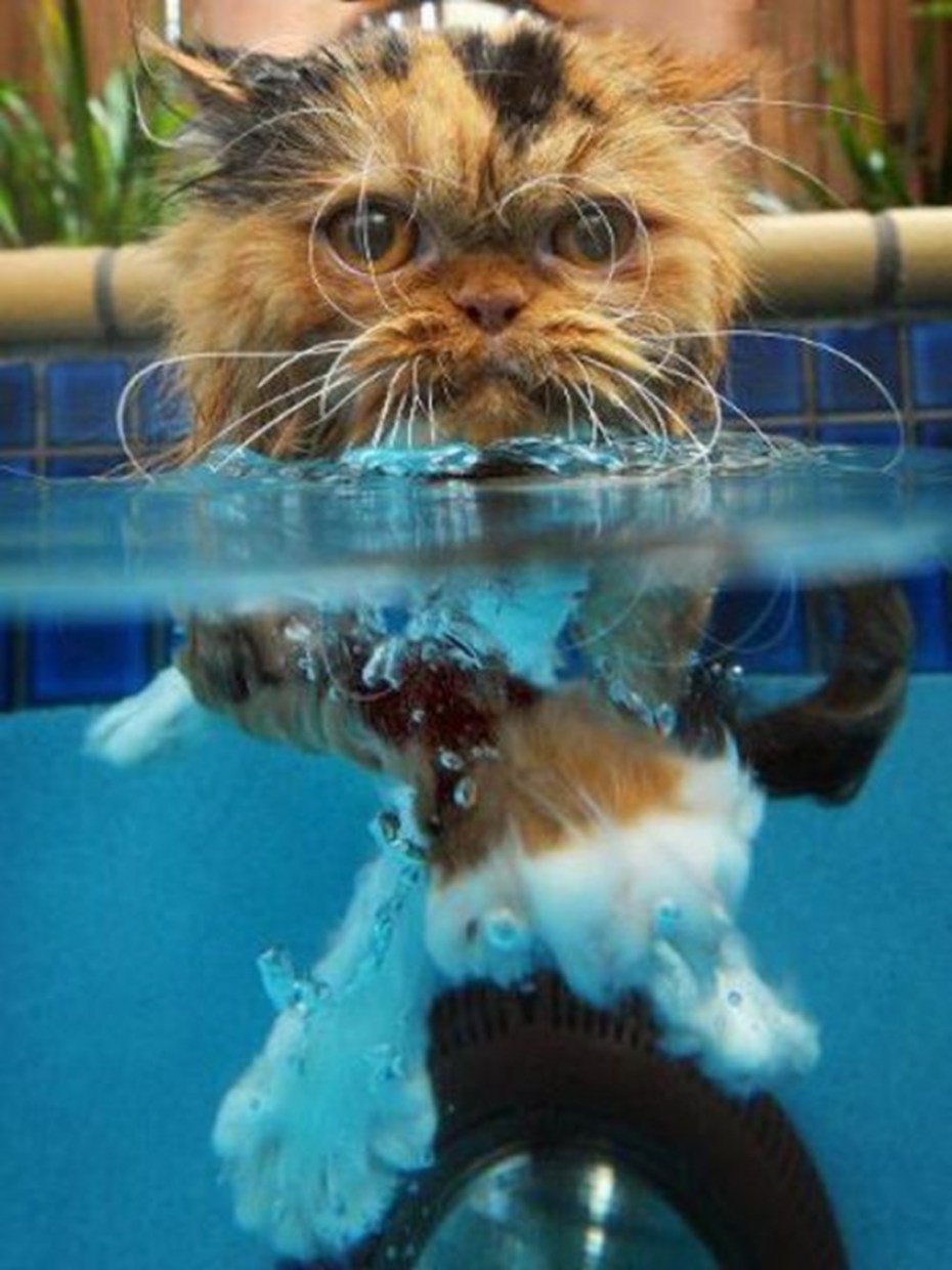 Котенок плавает в воде