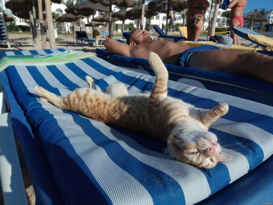 Кот на пляже