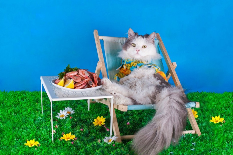 Кошка на шезлонге