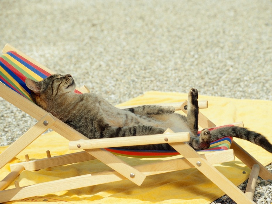 Кот лежит на корме