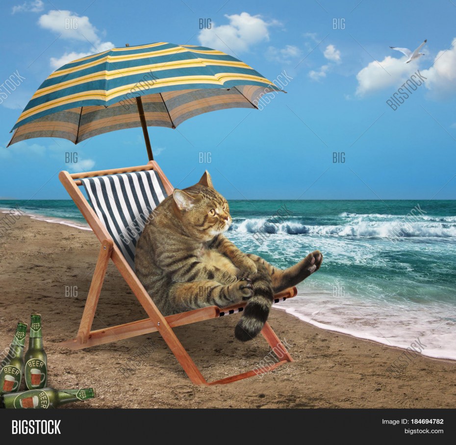 Кот на лежаке на пляже
