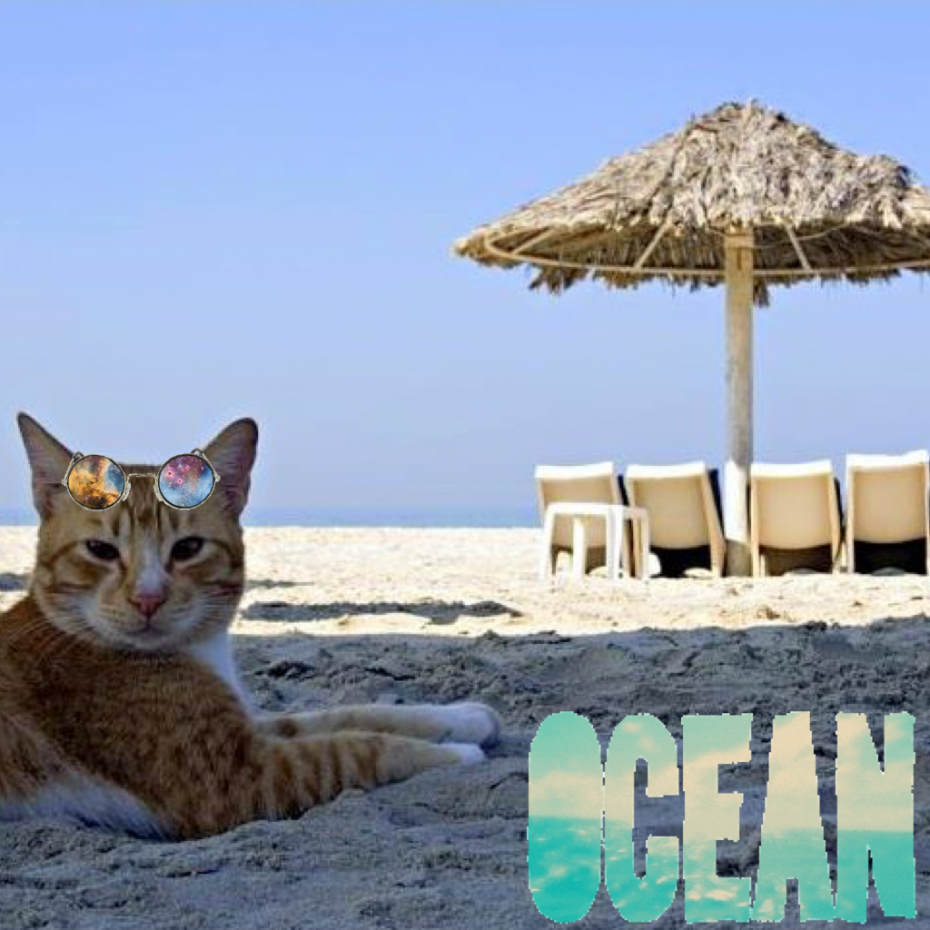Котик отдыхает
