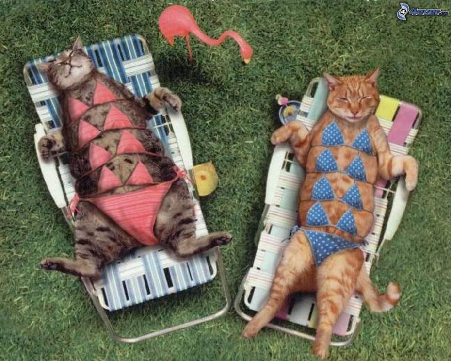 Кошка загорает