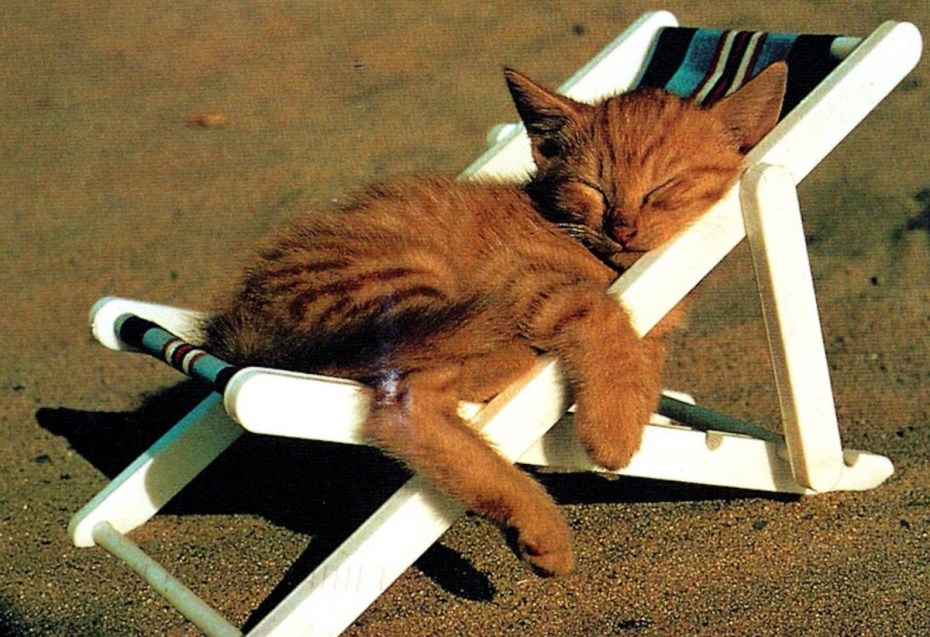 Лежак для кота