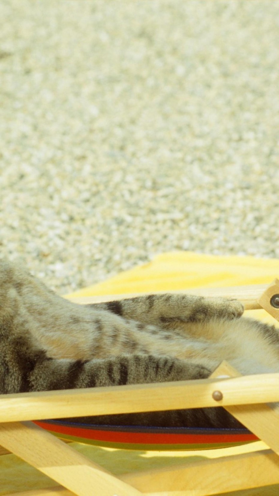 Кошка отдыхает