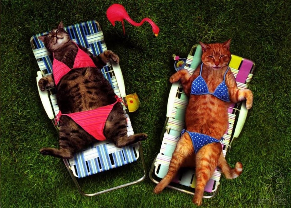 Коты в отпуске