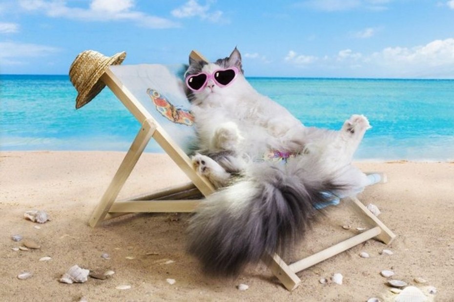 Котик на пляже