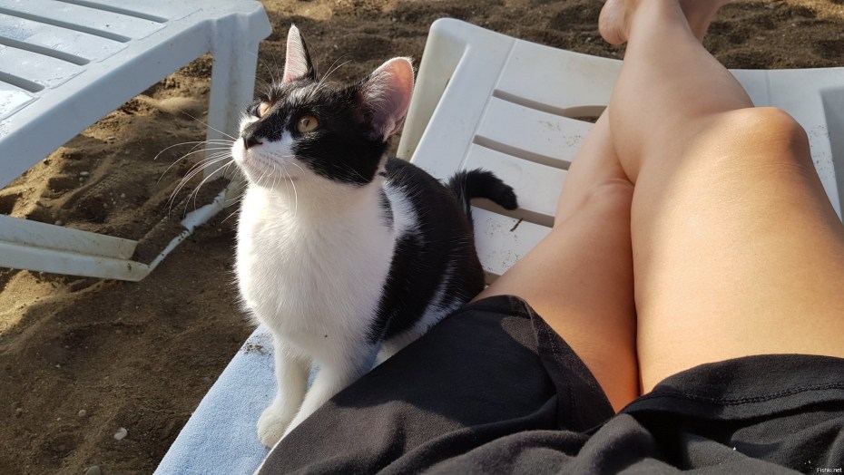 Кот на лежаке на пляже