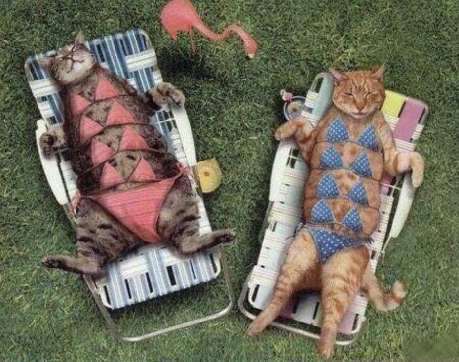 Коты загорают