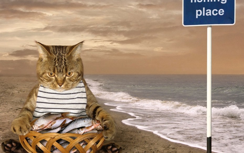 Котик на море