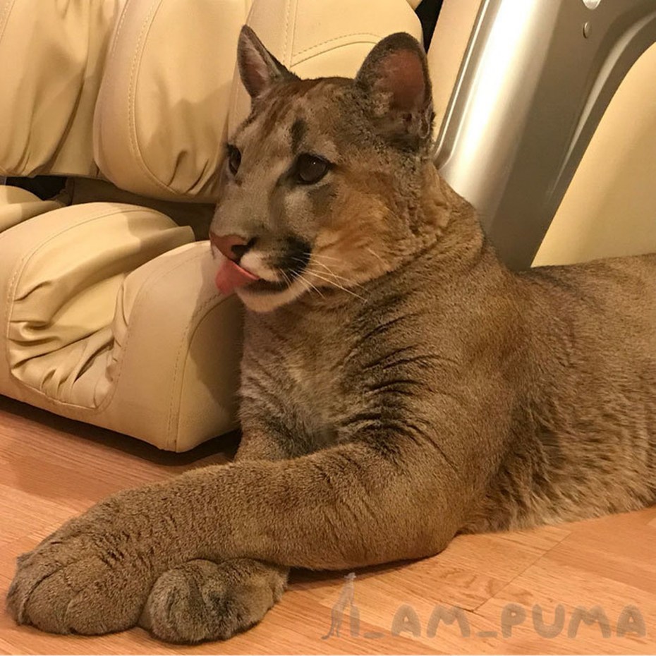 Кот породы Пума
