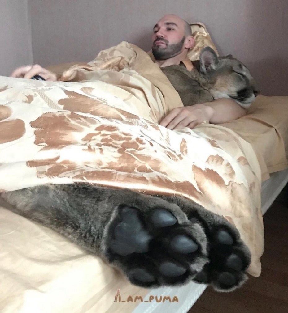 Домашняя Пума в квартире