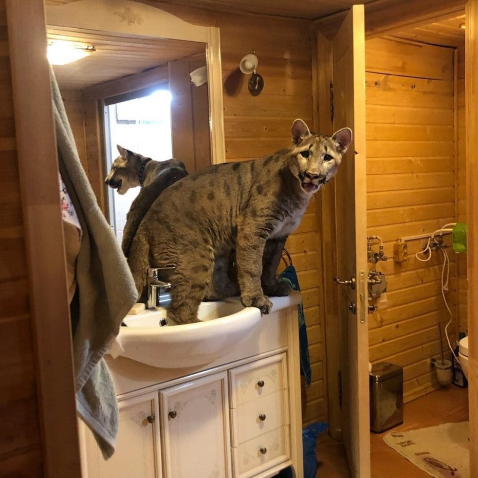 I am Puma доход