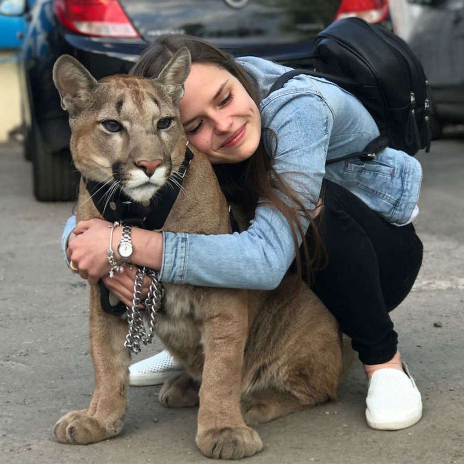 Пума кошка домашняя