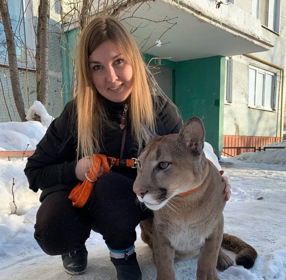 Пума кошка на диване