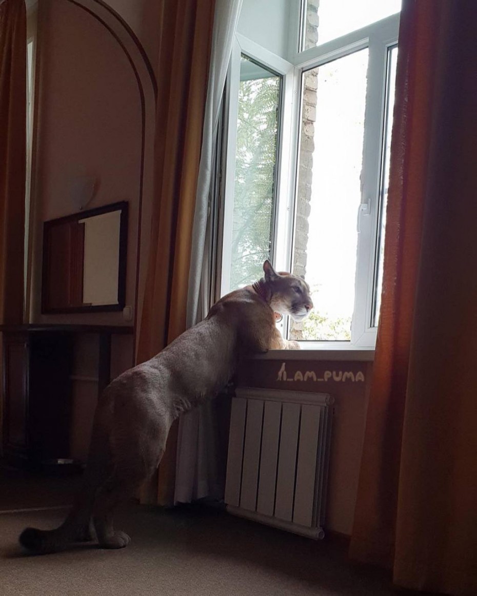 Кот Пума домашняя