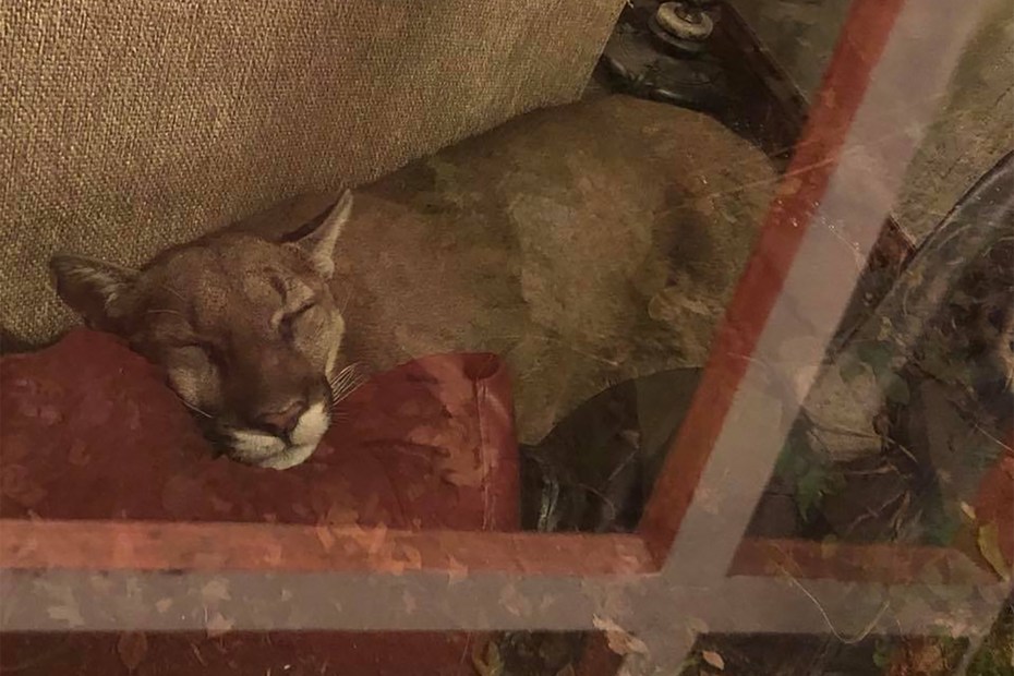 Puma adopt