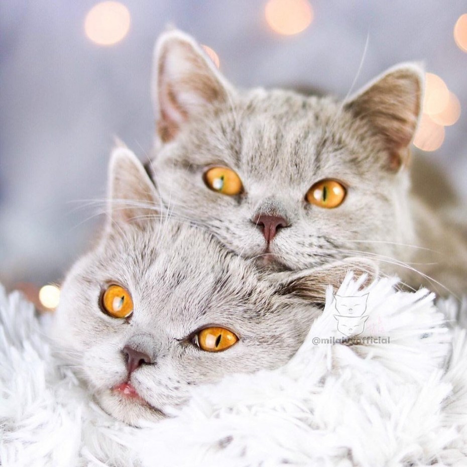 Милые котики любовь