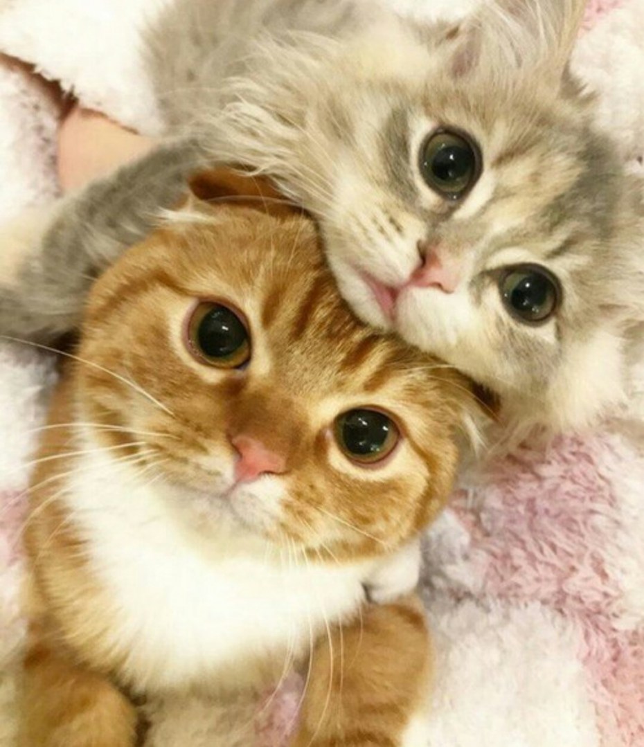Два милых котенка