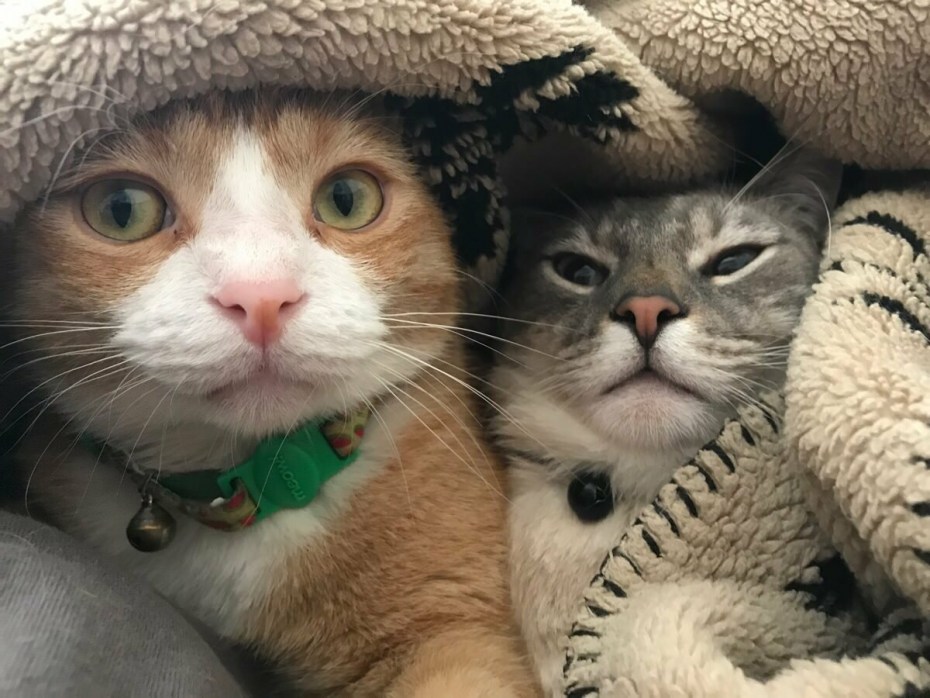 Котик веселится