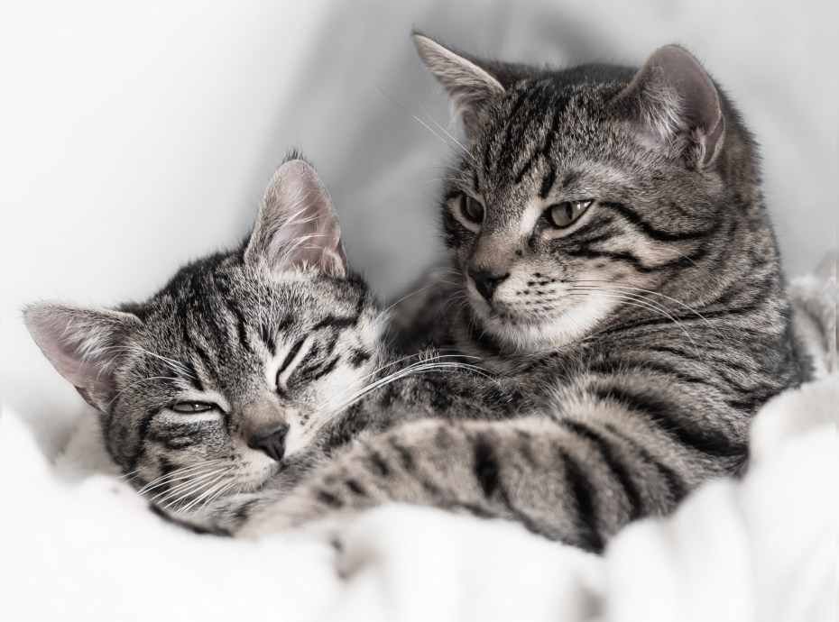 Коты пара
