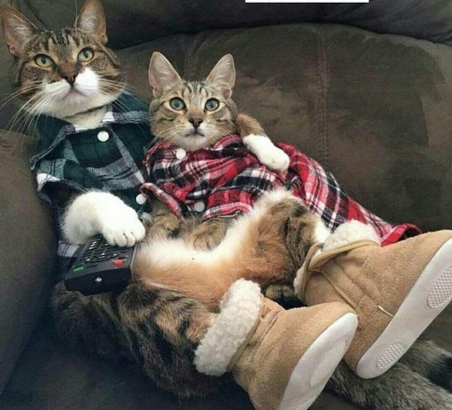 Коты дурачатся