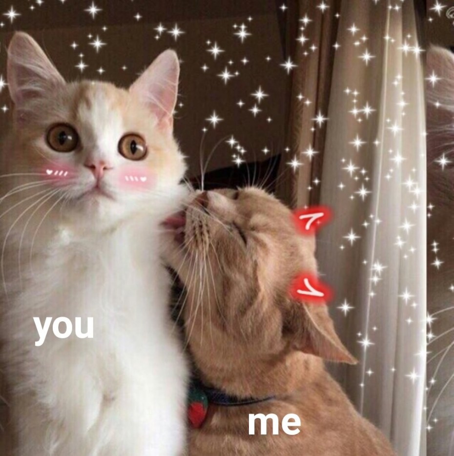 Котики обнимаются Эстетика