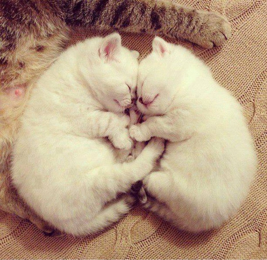 Котики милота